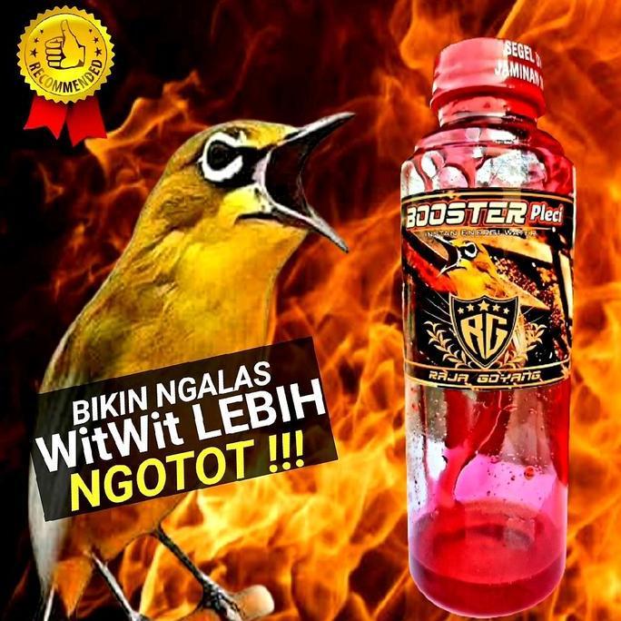 Rajagacor- Booster Pleci,Vitamin Doping Pleci Reaksi Cepat Rooll Nembak