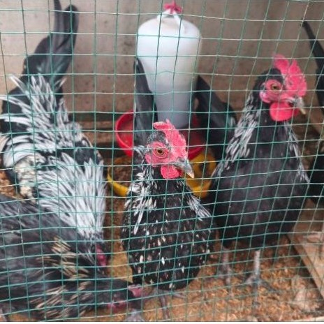 Ayam Kate Jantan/Jago