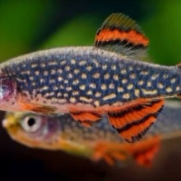 hiasan aquascape rasbora galaxy