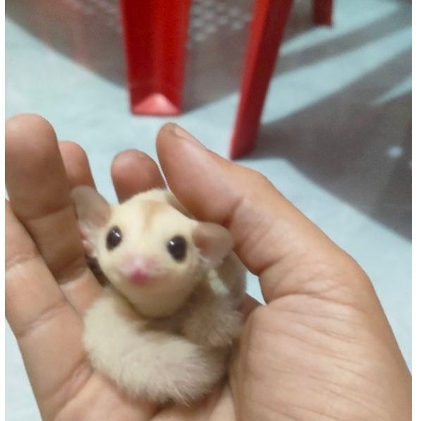 Sugar glider joey creamino