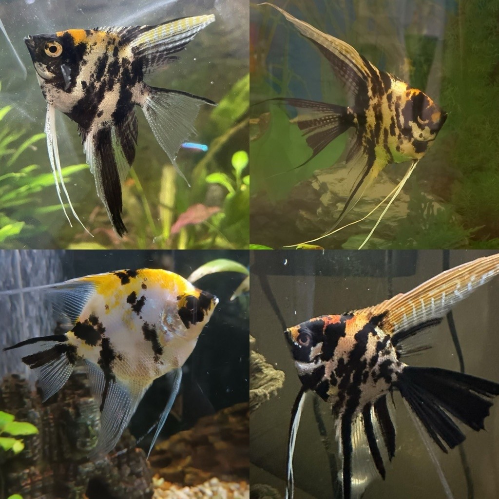 [Chan Aquatic] Ikan Hias Manfish Marble Size XL | Ikan Layang-Layang Size Jumbo