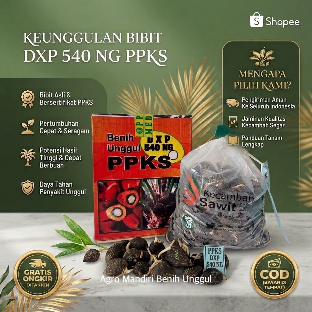 Kecambah Sawit PPKS Asli Medan - Berlabel & Bersertifikat