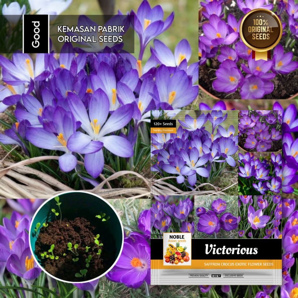 120 Butir Benih Bunga Saffron Purple Kemasan Original | Bibit Saffron | Bunga Saffron