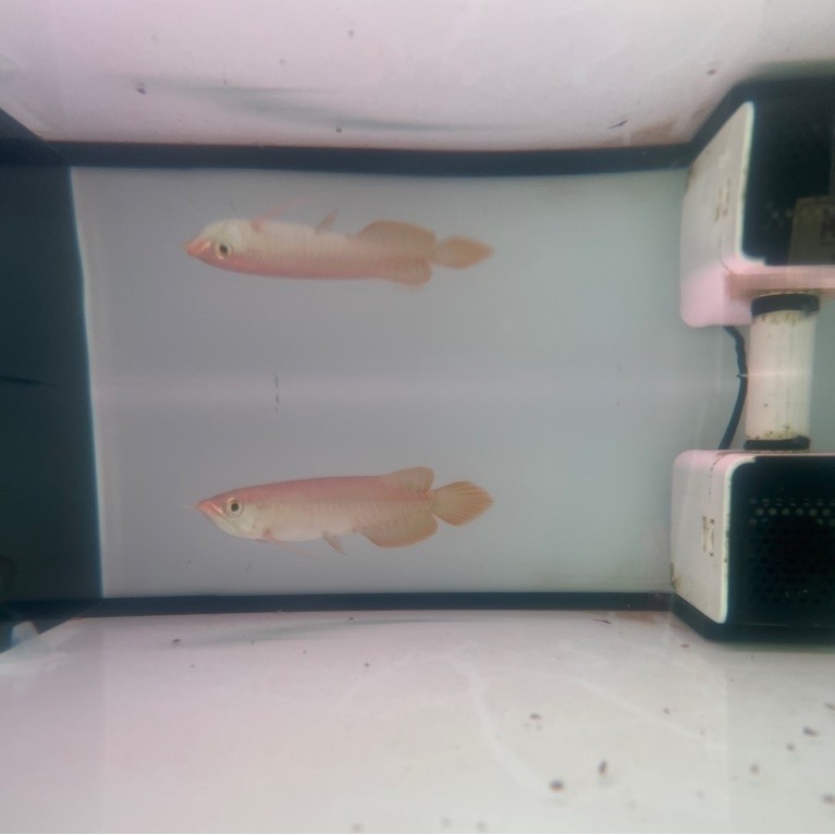 arowana super red