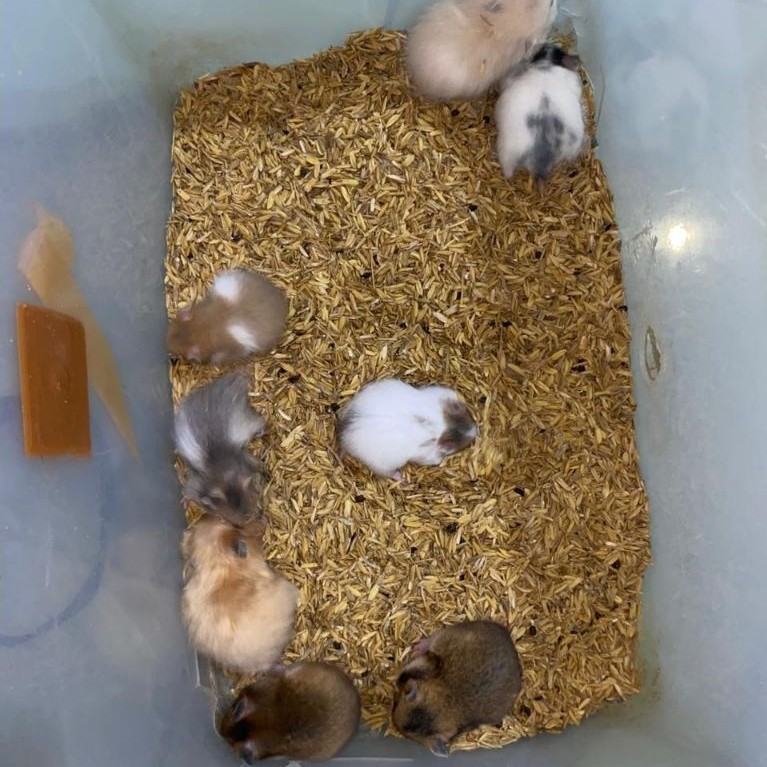 HAMSTER SEMUA VARIAN JINAK