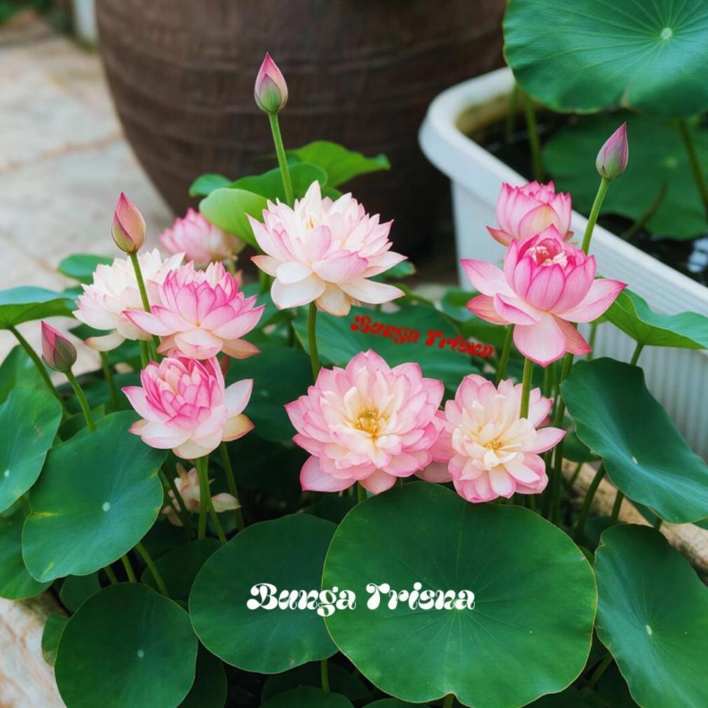 TANAMAN AIR LOTUS BUNGA PINK / BUNGA LOTUS