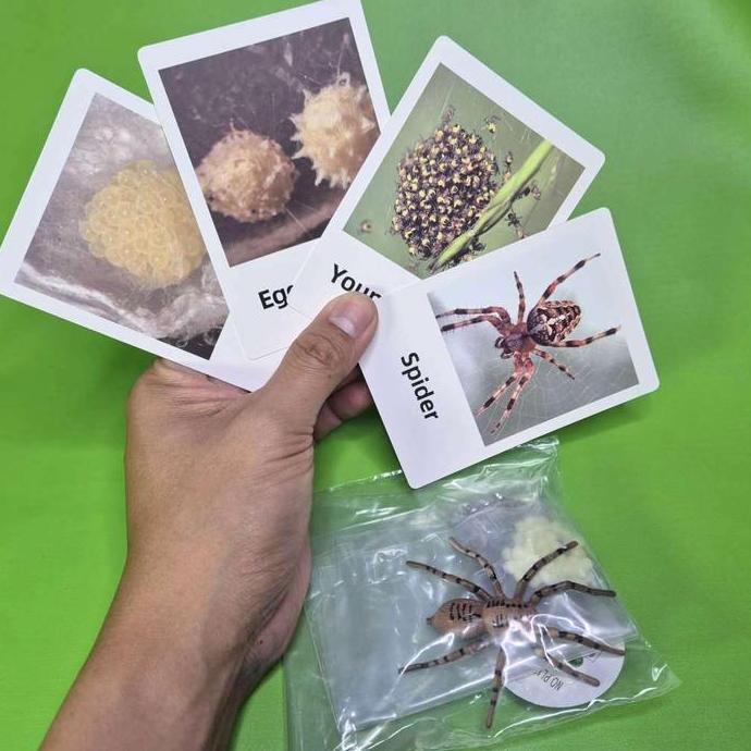 SIKLUS HIDUP HEWAN LABA-LABA SPIDER DENGAN FLASH CARD ANIMAL FIGURE MAINAN EDUKASI LIFE CYCLE BIOLOG