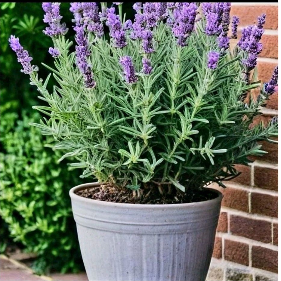 BIBIT BUNGA LAVENDER SIAP TANAM / BIBIT BUNGA LAVENDER