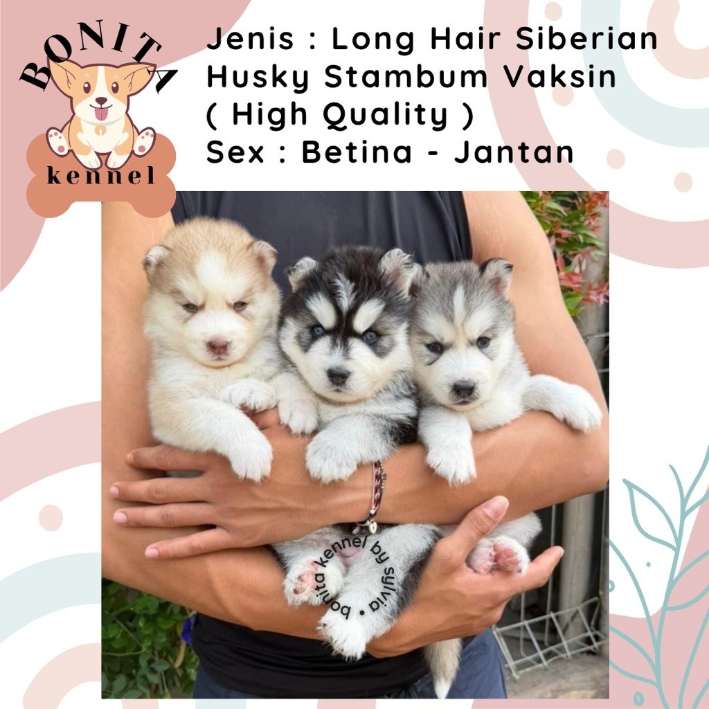 Long Hair Siberian Husky Stambum Anak Anjing Husky Red Cooper Jantan Betina