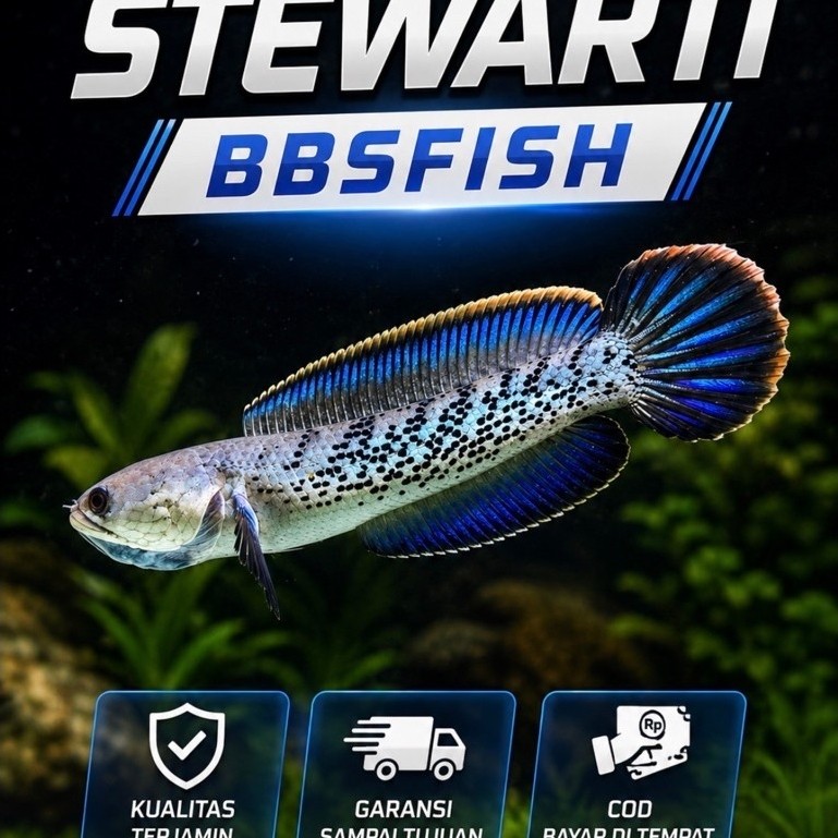 Ikan Hias Channa Stewartii Gondrong Dots Banyak Free Stiker / Chana Stewarti