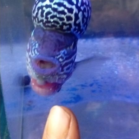 ikan louhan kamfa mata putih