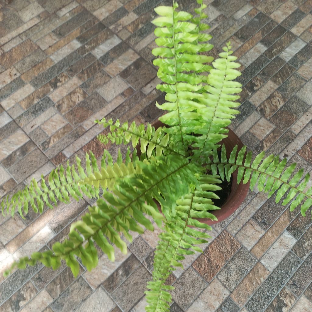 Tanaman Pakis Varigata/Pakis Boston Golden Varigata/Tiger Fern Varigata