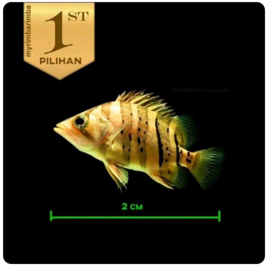 Baby Datnoid Tiger Fish Ikan Hias Datz Hiasan Aquarium Aquascape