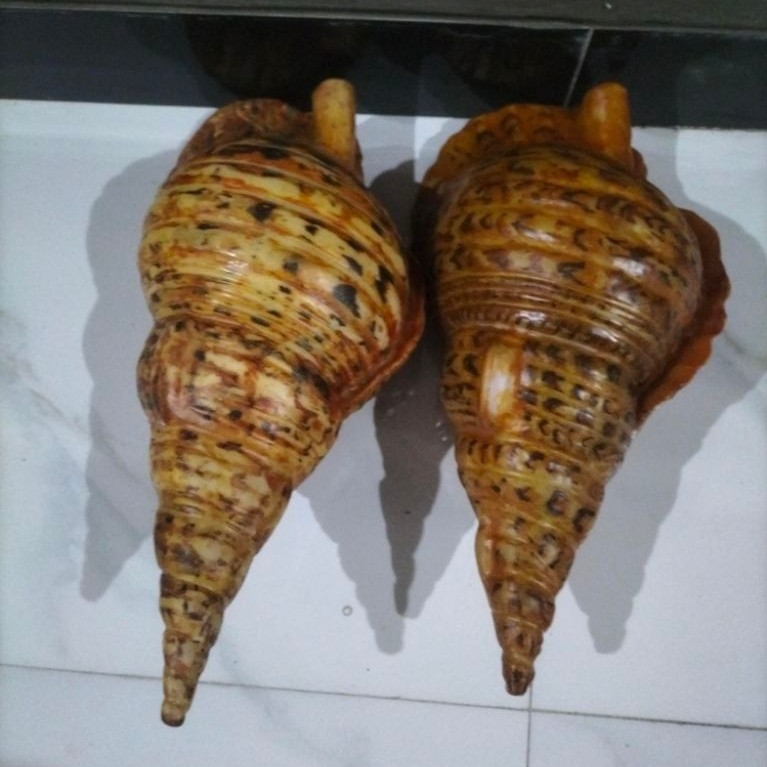 kerang triton kanan bahan