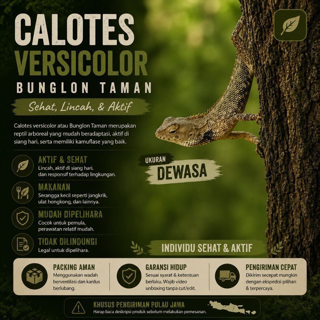Mainan Calotes | Mainan Bunglon Taman