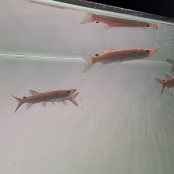 odoe pike import 11-12cm