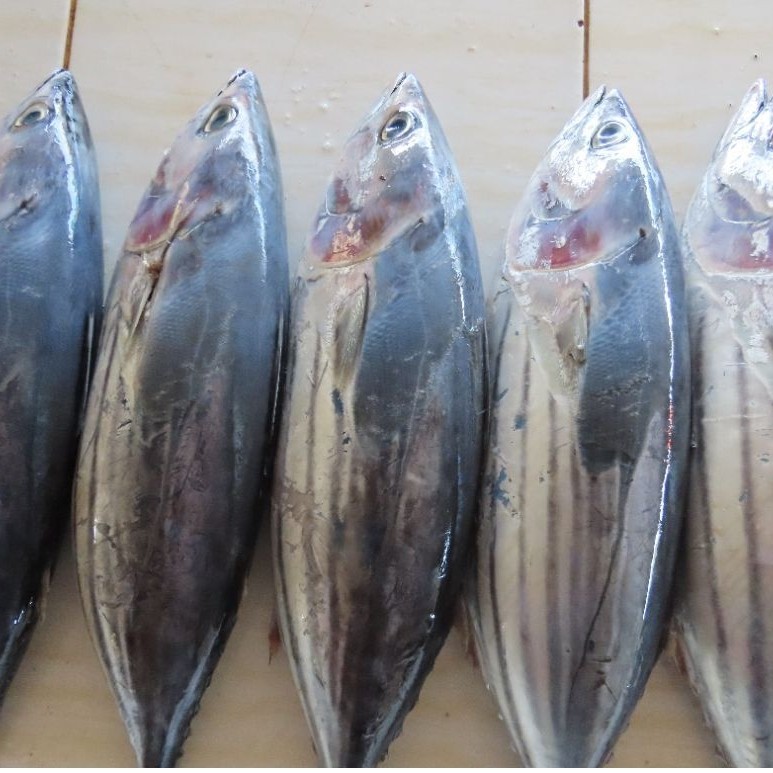 ikan tongkol frozen segar