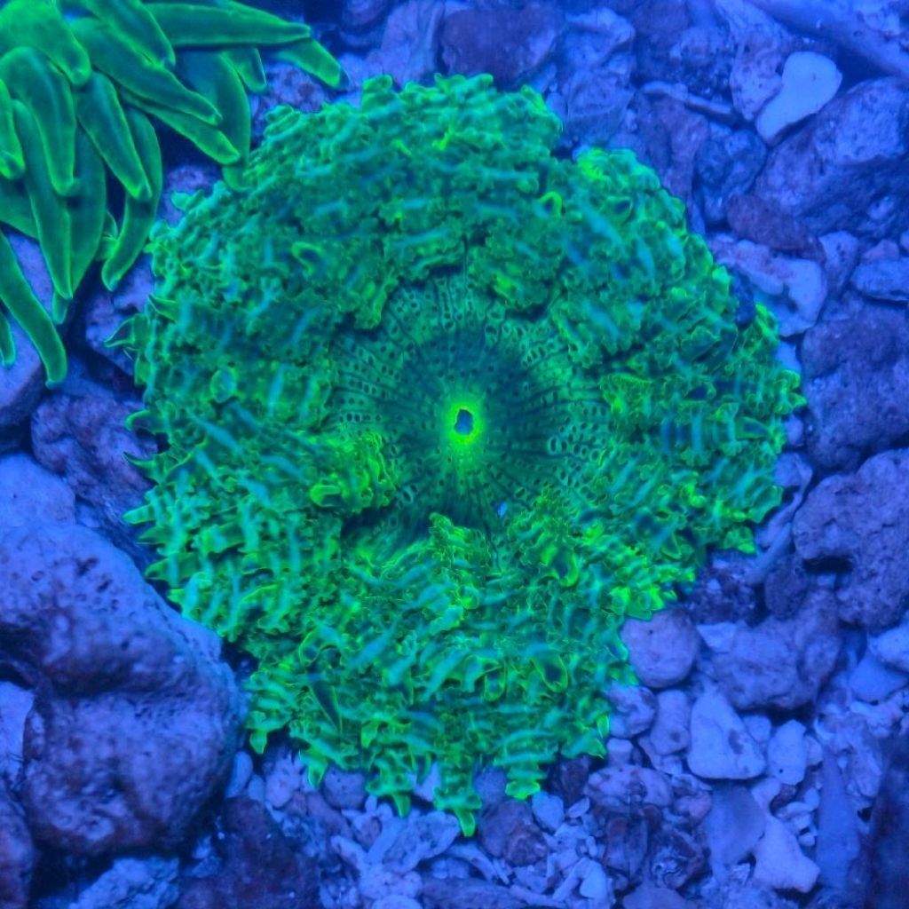leather rockflower anemon cantik aquarium laut hias anemon rare