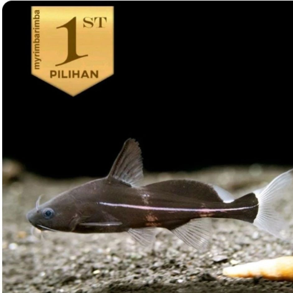 Black Marble Lancer Catfish Ikan Hias Aquascape Hiasan Aquarium Tanaman Air