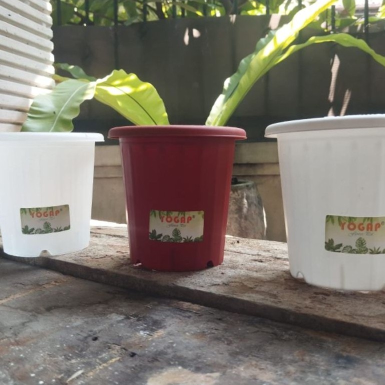 Pot yogap tinggi / Pot Swiss