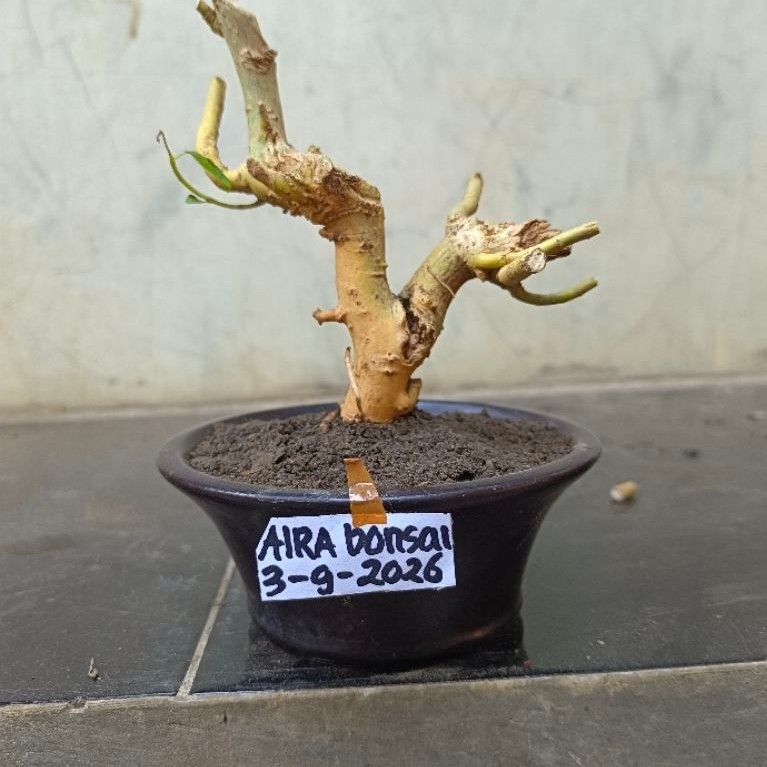 bahan bonsai serut mame