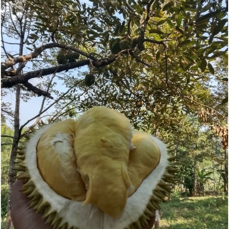 Durian utuh  Sedang