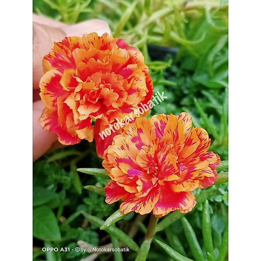 krokot import SHREY