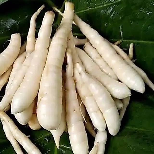 UMBI PATAT/UMBI GARUT UMBI HERBAL