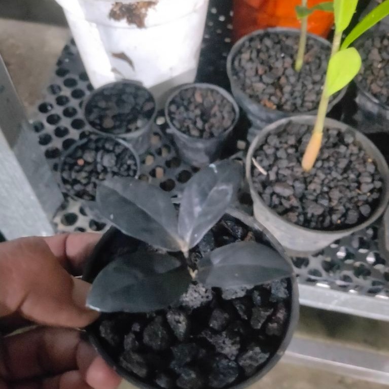 zamia raven black