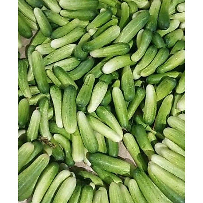 timun segar timun acar