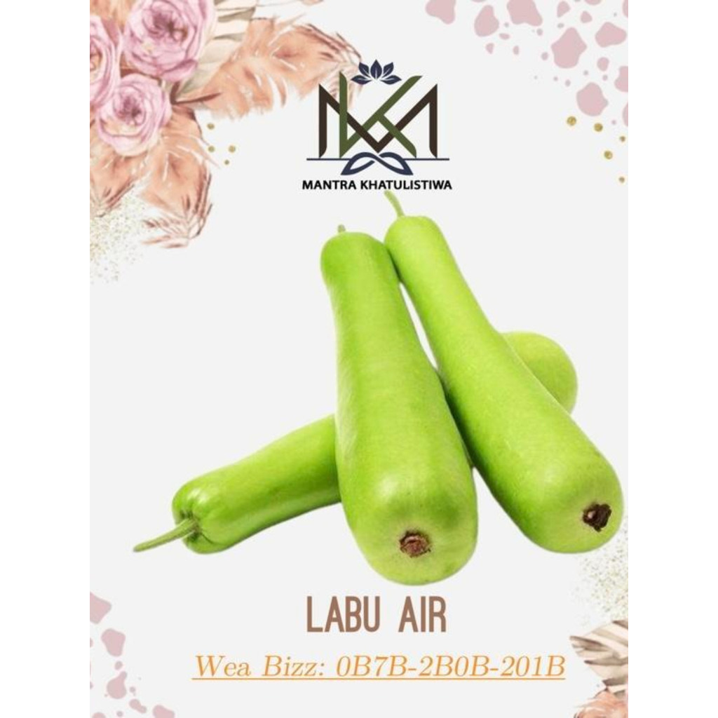 LABU AIR SAYUR FRESH SAYUR LABU AIR SEGAR
