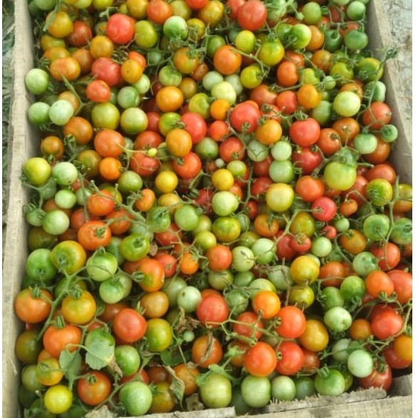 TOMAT RAMPAI LAMPUNG / Sambal Rampai / SERUIT LAMPUNG/ Tomat Rampai / Dapat Dikirim ke Seluruh indon