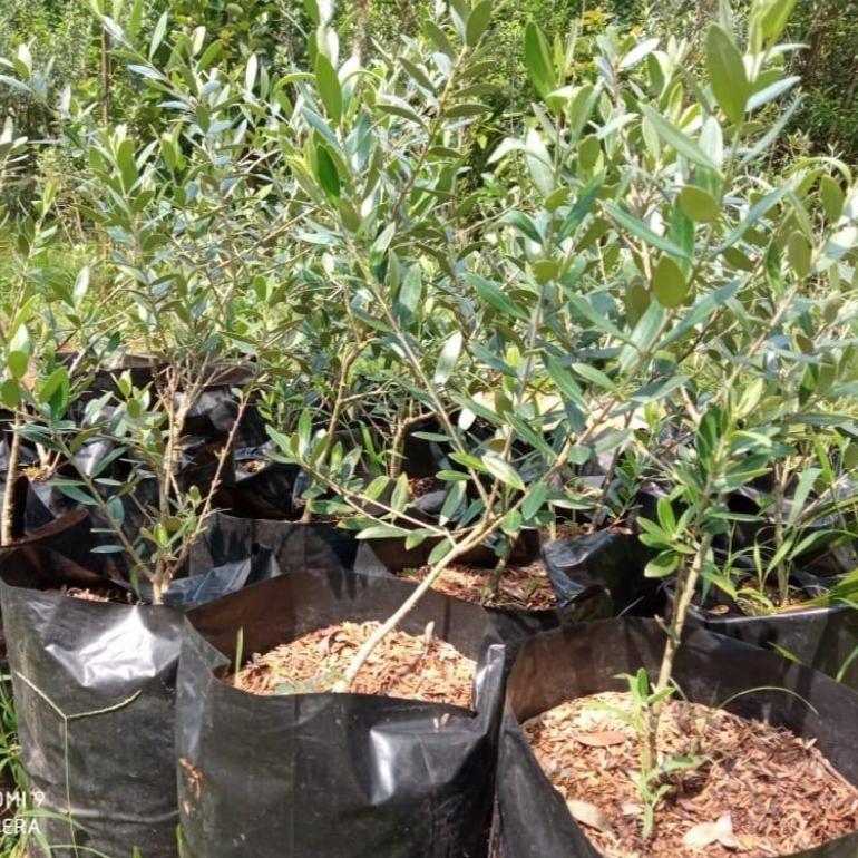 Btanaman Pohon Zaitun - Tanaman Olive Tree - Tanaman Buah Zaitun - Bibit Zaitun