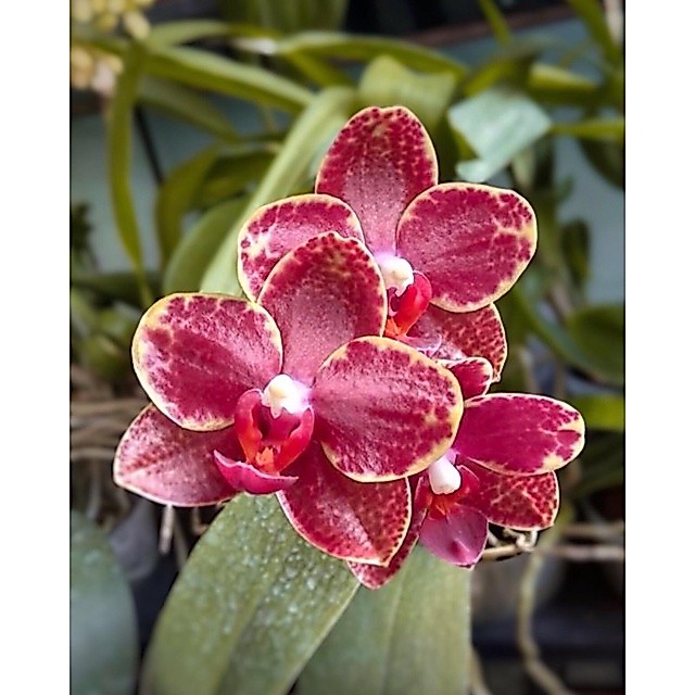 Phalaenopsis Malang Jaya (Anggrek Bulan Dewasa, Remaja, Kompot)