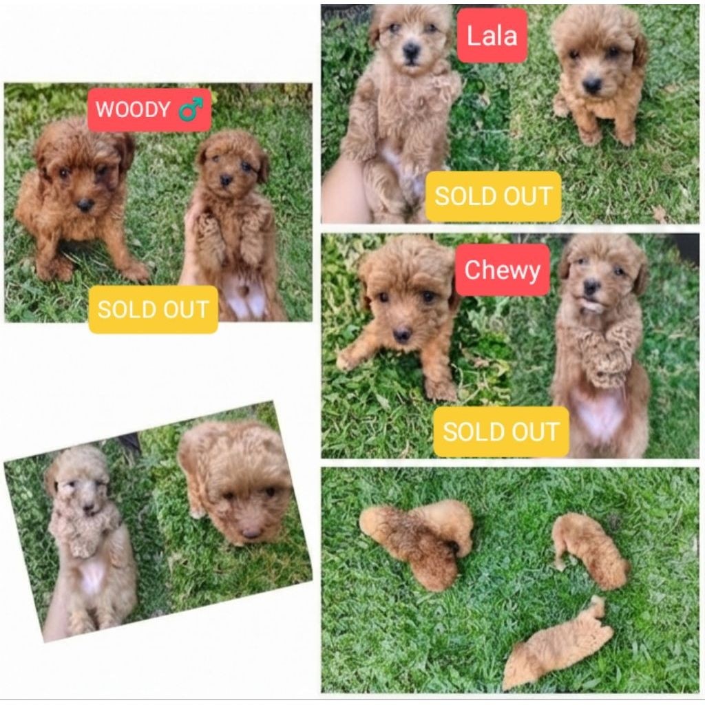 Dijual Anak Anjing Toy poodle Red Apricot