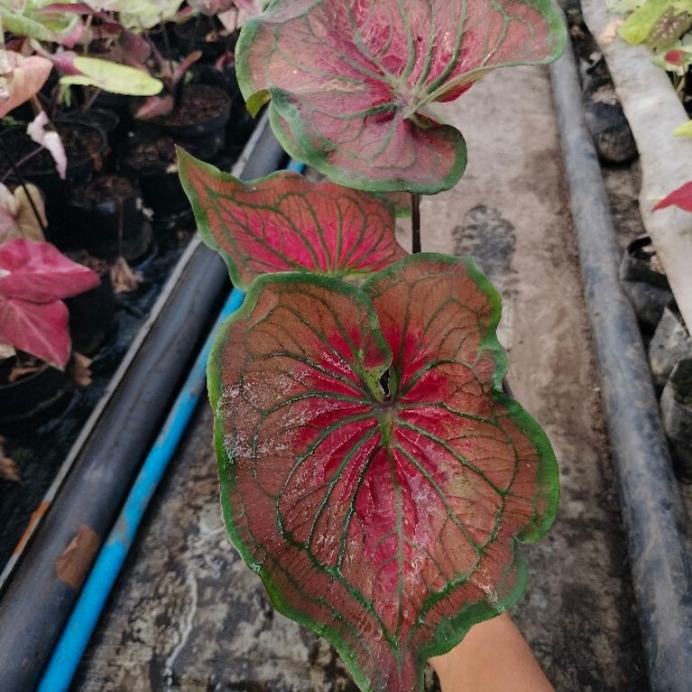 Caladium id tambuna