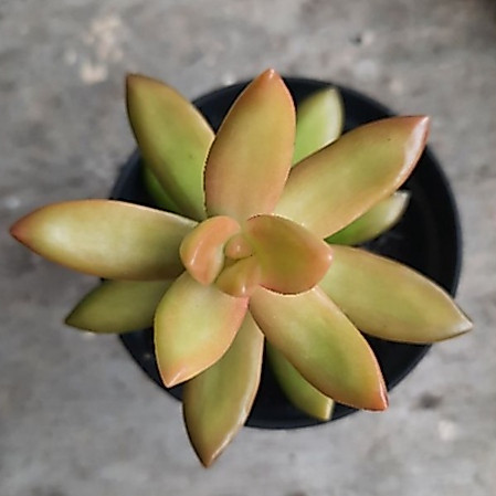 Sukulen Sedum Nesubamerianum/Sedum Adolphi Firestrom