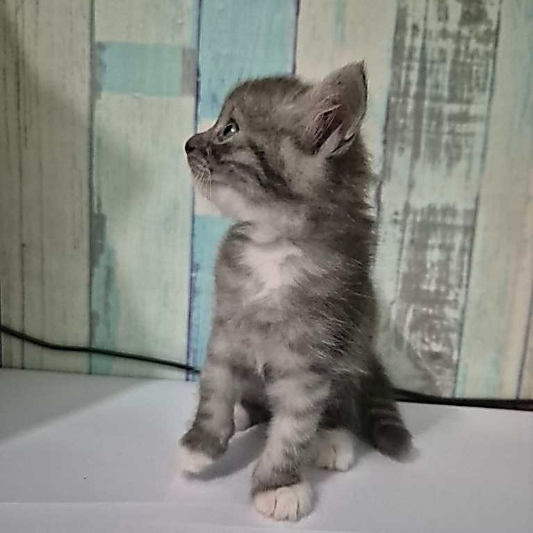 Kitten Anak Kucing Himalayan Jantan
