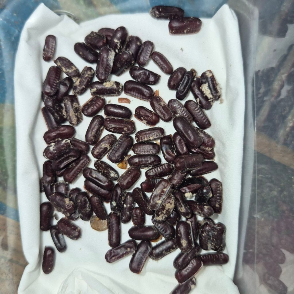 Telur Kecoa Turkish / Red Runner Cockroach