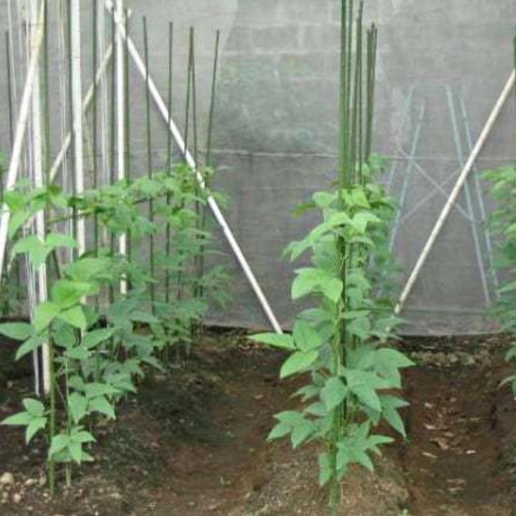 Ajir Tanaman / Plant Stake - TAKIRON - 16 mm x 210 cm