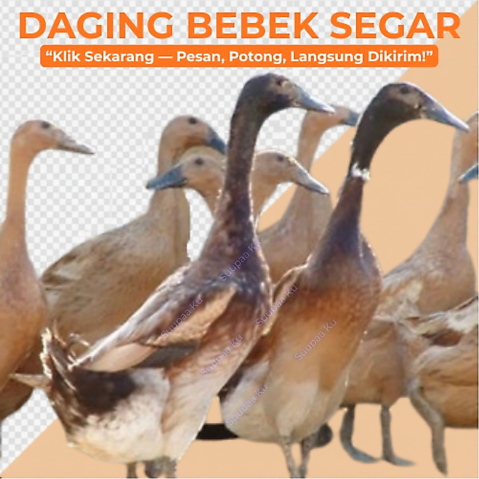 Daging Bebek Segar Potong Dadakan (Bukan Frozen) - 1 Ekor Utuh Halal