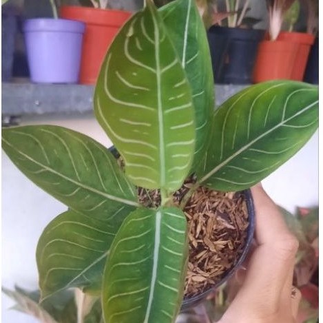 Aglonema Pos Tengkorak