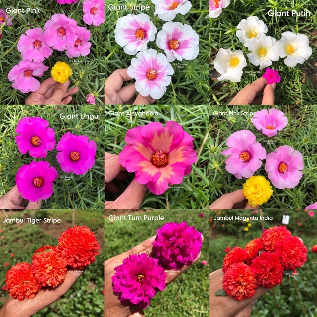 Bunga krokot giant series warna warni tahan panas grandiflora jumbo mossrose