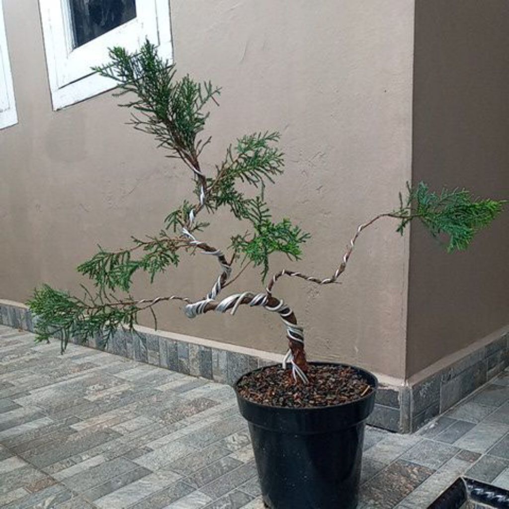 Bonsai Cemara Sinensis
