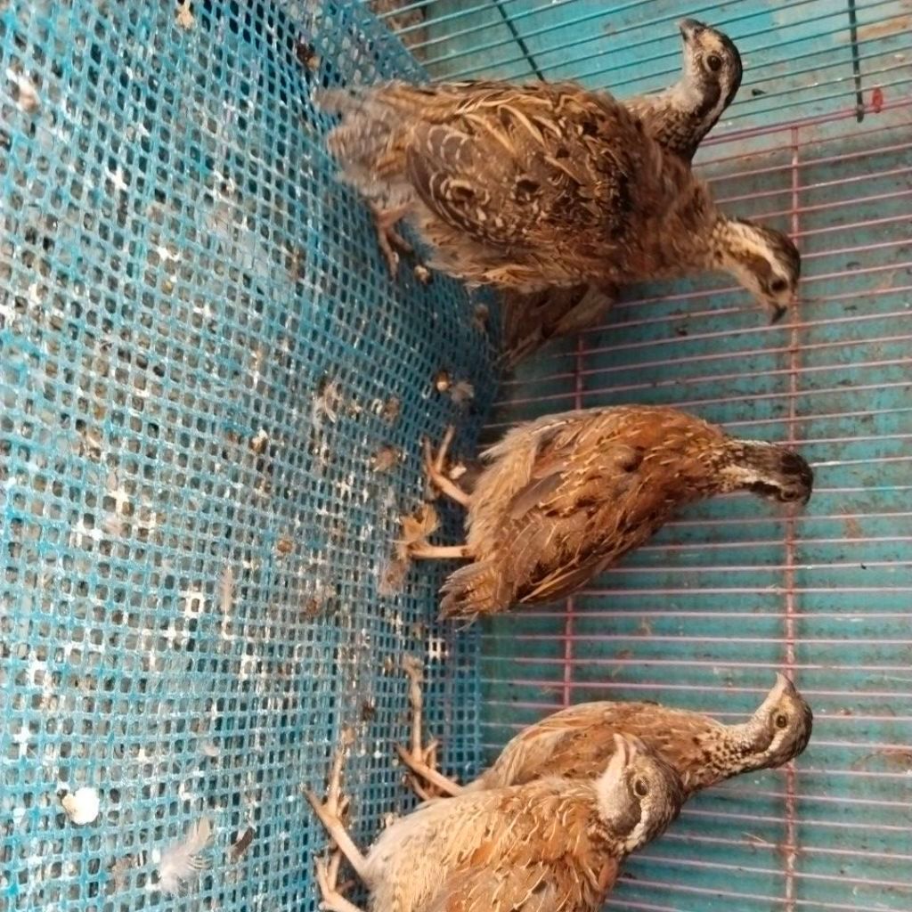 puyuh bobwhite northern 2ekor