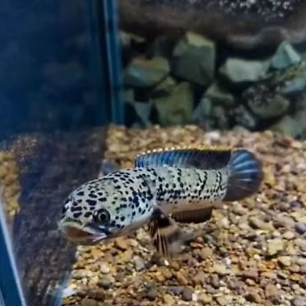 Channa Limbata Granit 4-5cm Hiasan Aquarium