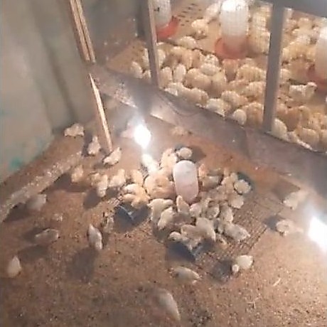 DOC ayam elba petelur