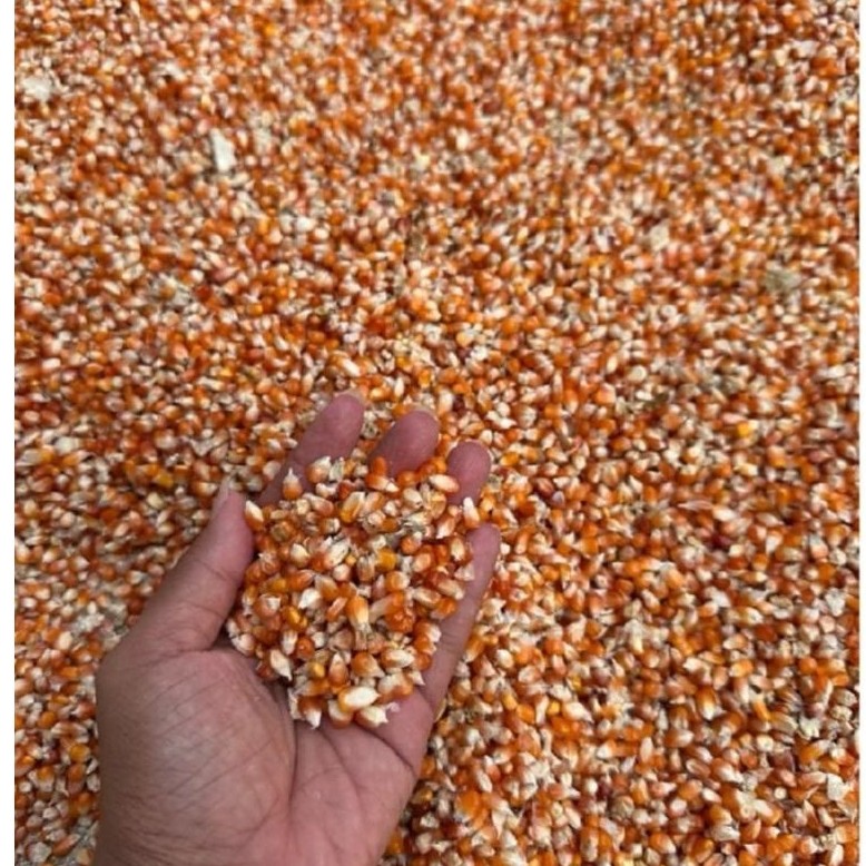 D.n Jagung kristal orannye+jagung campur beras merah+beras merah kemasan 500 gram baik untuk pakan m