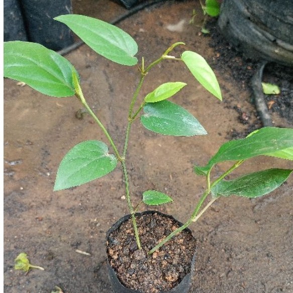 Bibit Cabe Jawa