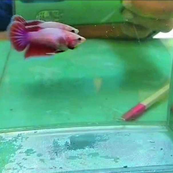 Cupang Betina / FMLE VEILTAIL PINK ((( REALL PICTTT )))